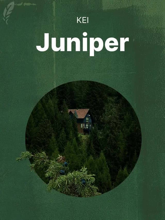 Juniper